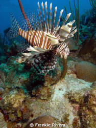Lion Fish Invasion at Puerto Rico waters by Frankie Rivera 